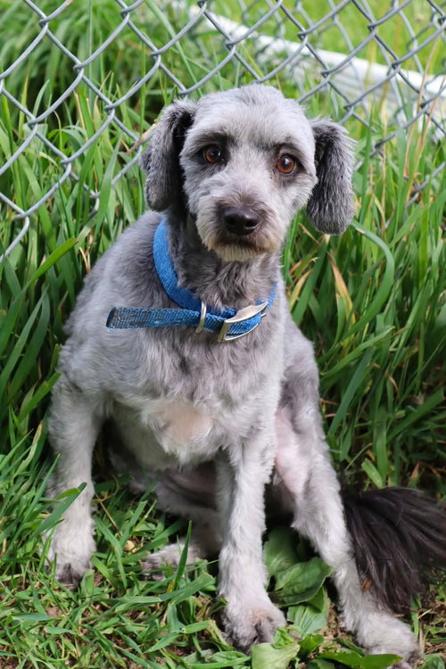 Daisy, an adoptable Miniature Schnauzer in AUSTIN, MN