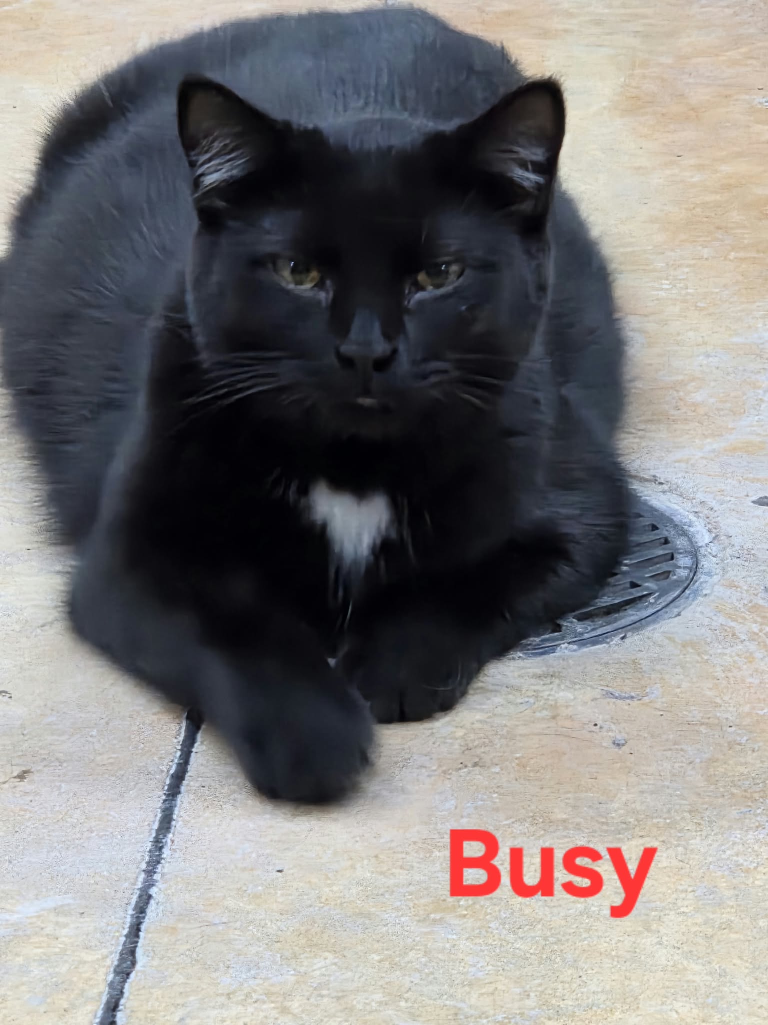 Busy, photo 8