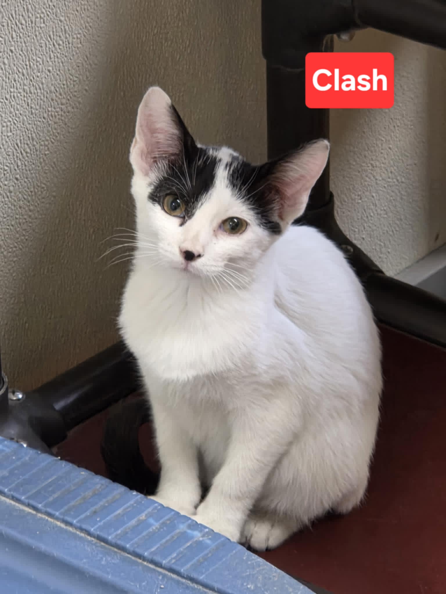Clash Image