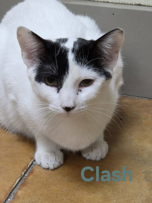 Photo 4 of Clash