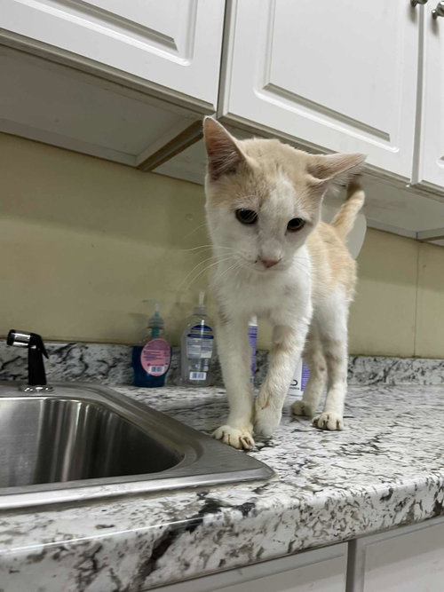 picture of the cat needing adoption