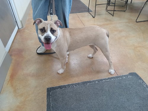 picture of the dog needing adoption