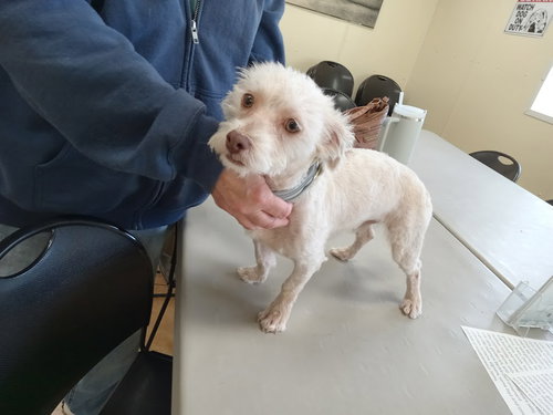 picture of the dog needing adoption