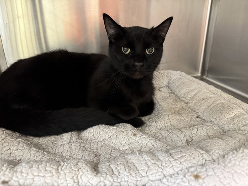 picture of the cat needing adoption