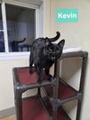 Kevin - Photo 5
