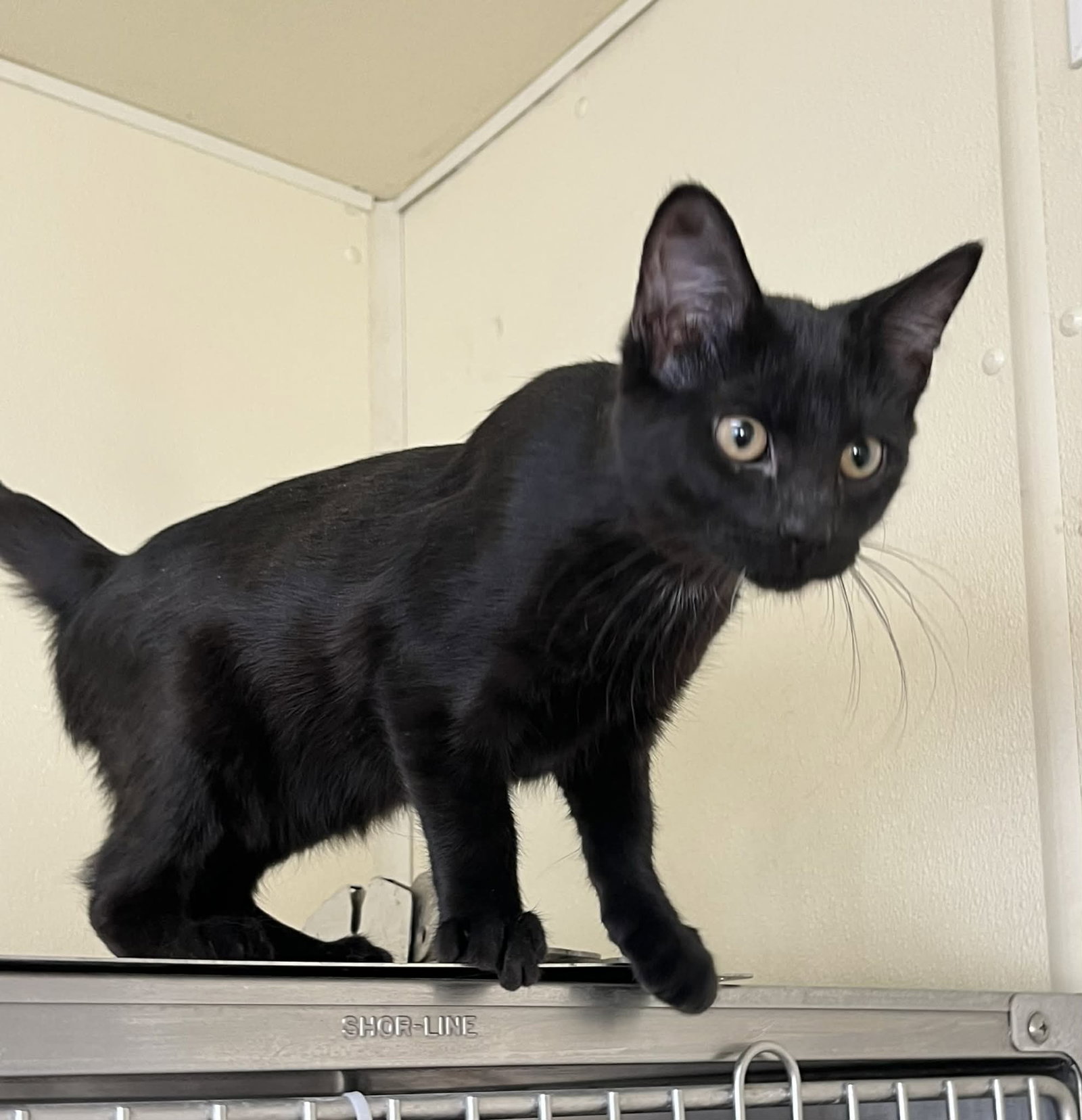 Salem Image