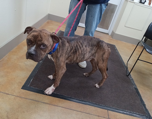 picture of the dog needing adoption