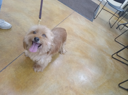 picture of the dog needing adoption
