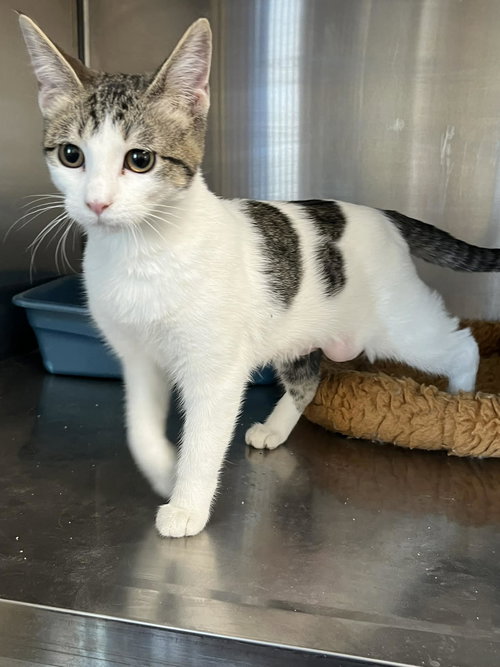 picture of the cat needing adoption