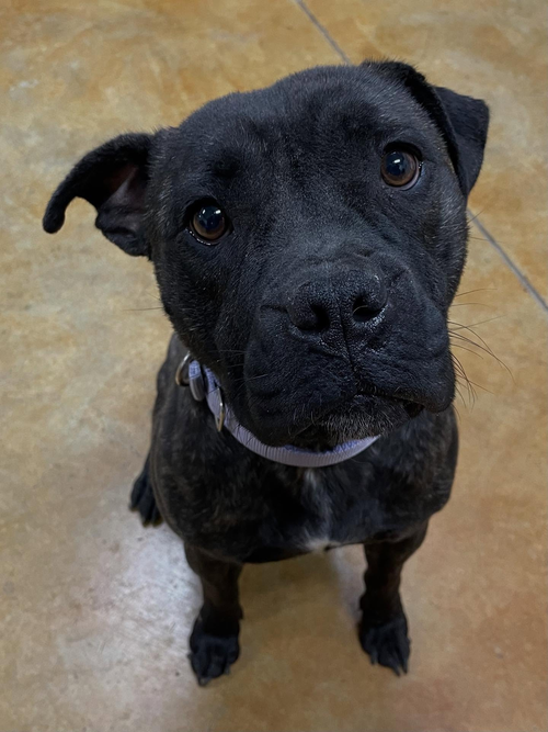 picture of the dog needing adoption
