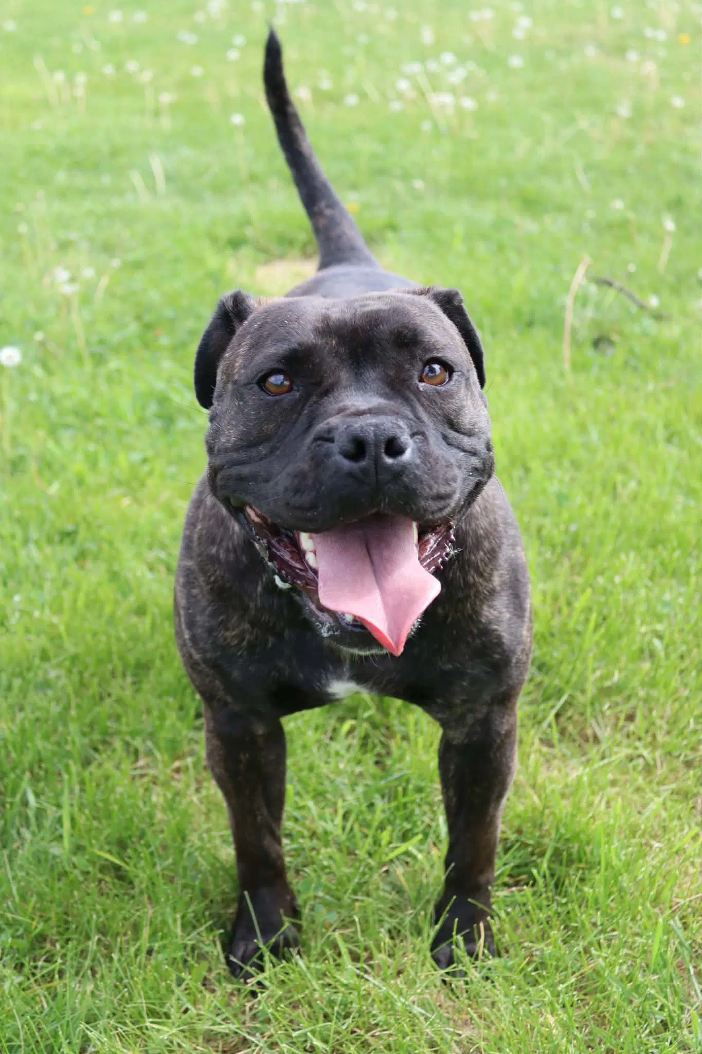Greer - Pit Bull Terrier