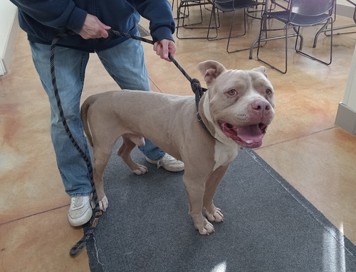 picture of the dog needing adoption