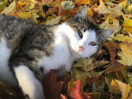 picture of the cat needing adoption