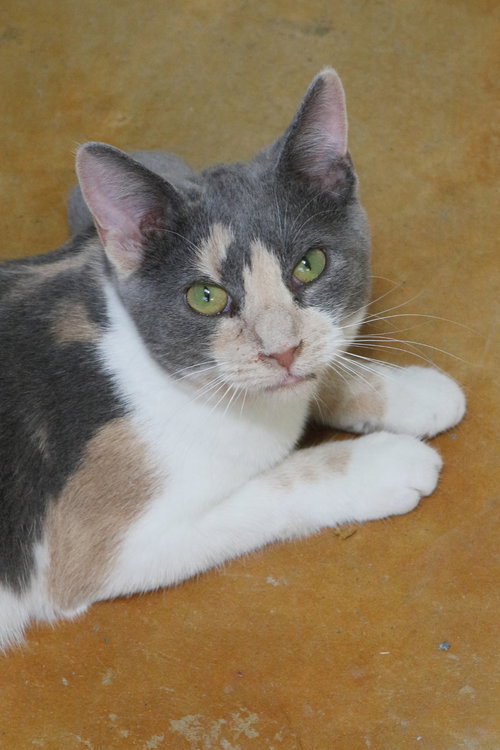 JANE - Calico / Domestic Short Hair available for adoption