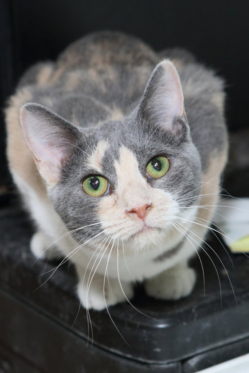 JANE - Calico / Domestic Short Hair available for adoption