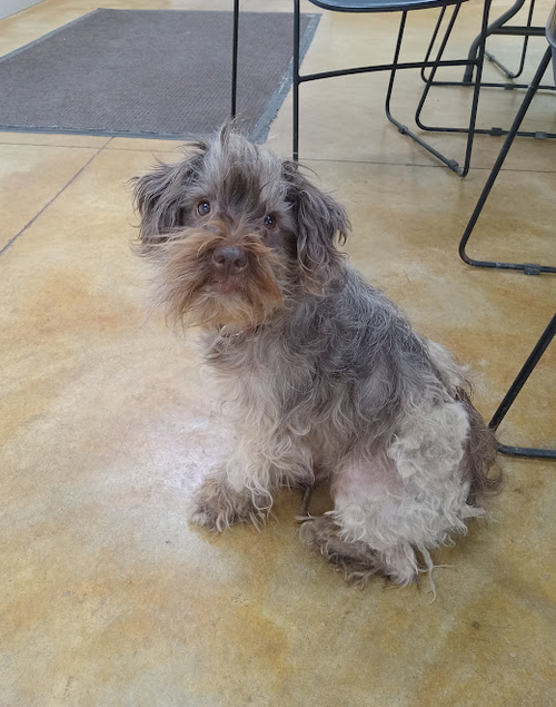 picture of the dog needing adoption