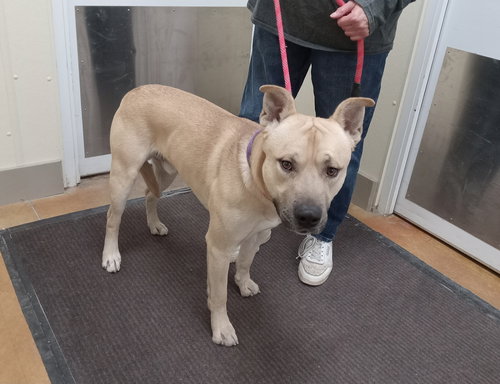 picture of the dog needing adoption