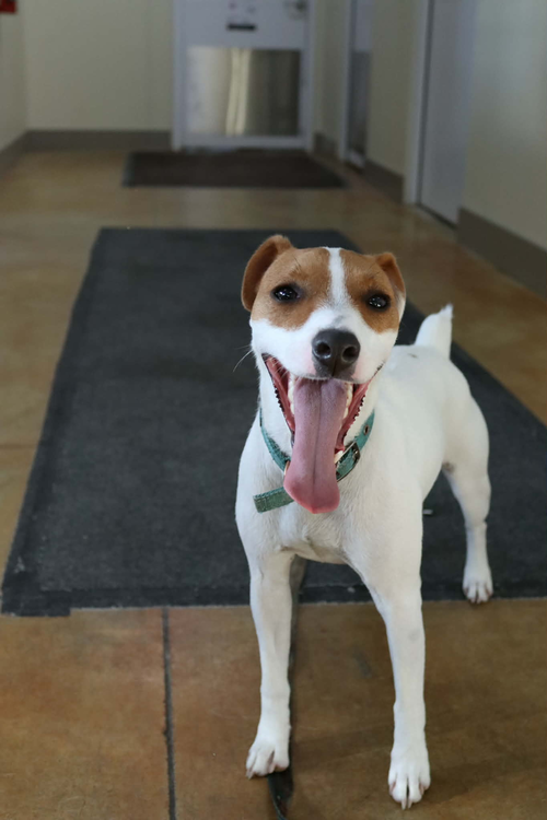 picture of the dog needing adoption