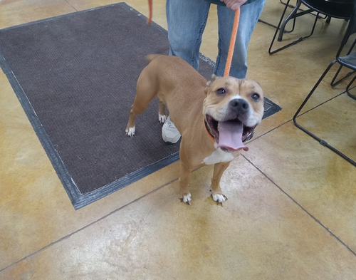 picture of the dog needing adoption