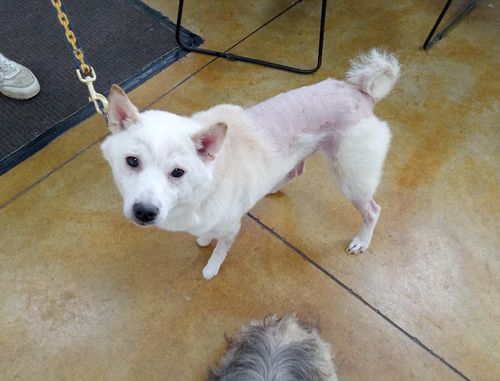 picture of the dog needing adoption