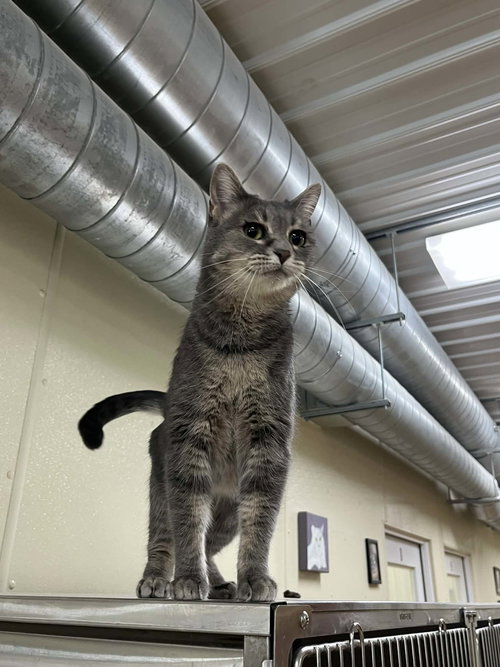MISTY - Domestic Short Hair / Tiger available for adoption