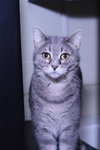 Misty - Photo 5