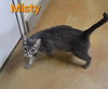 Misty - Photo 10