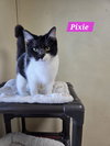 Pixie - Photo 4
