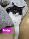 Pixie - Photo 6