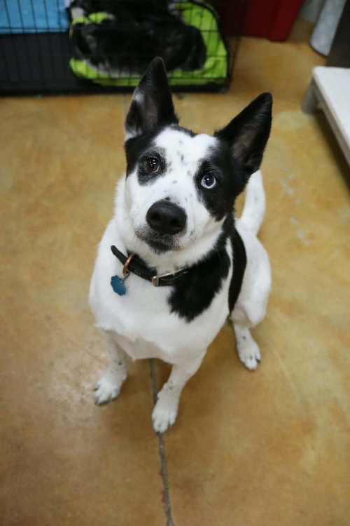 BOO - Cattle Dog / Husky available for adoption
