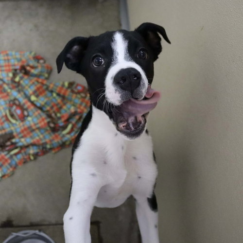 picture of the dog needing adoption