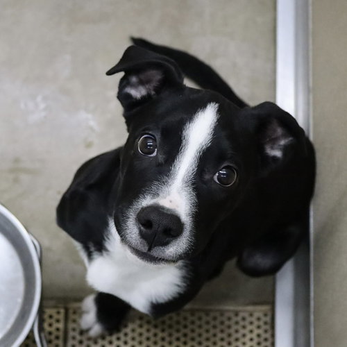 picture of the dog needing adoption