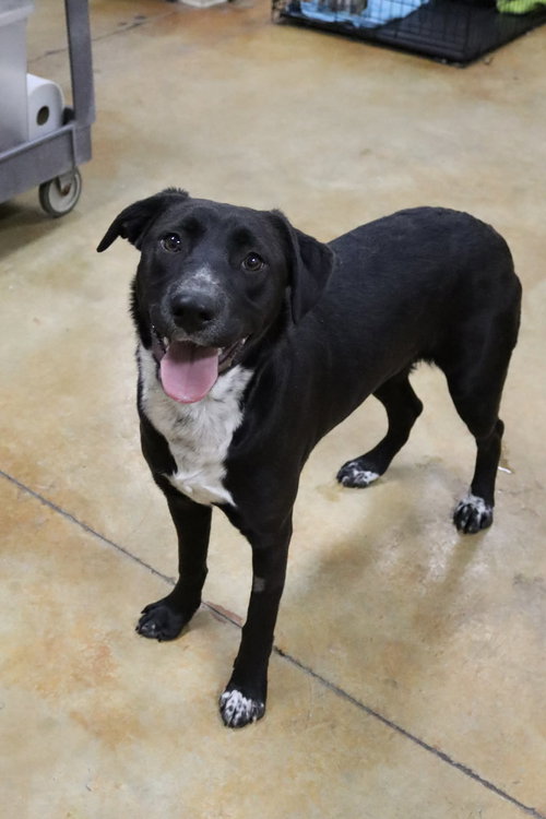 picture of the dog needing adoption