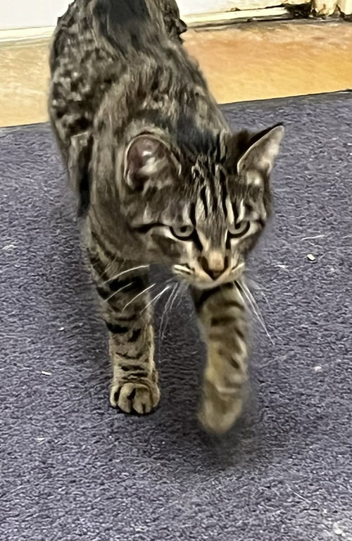 picture of the cat needing adoption
