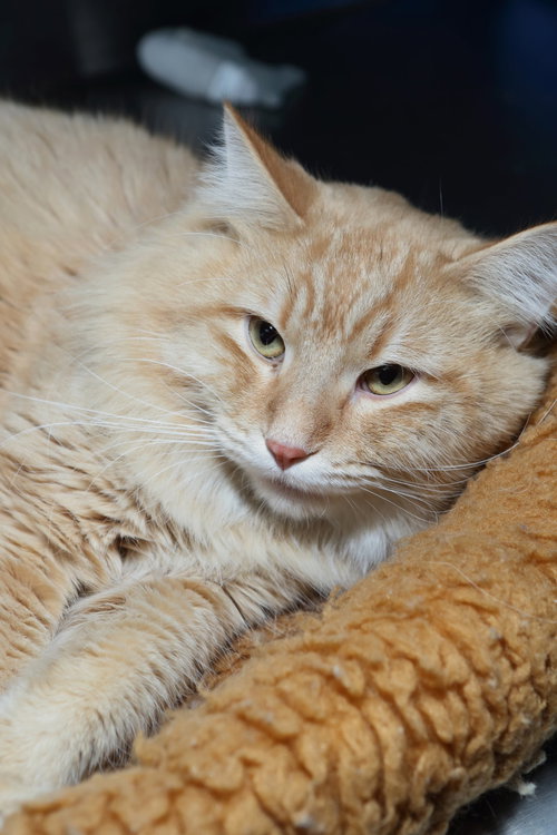 picture of the cat needing adoption
