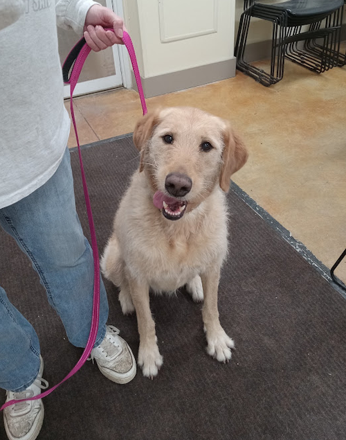 picture of the dog needing adoption
