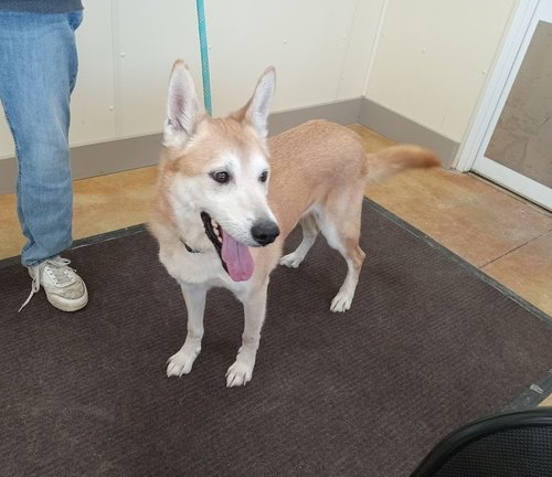 picture of the dog needing adoption