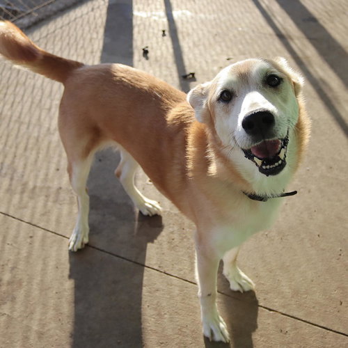 picture of the dog needing adoption