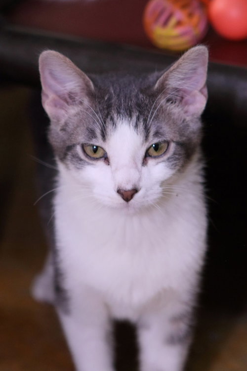 picture of the cat needing adoption