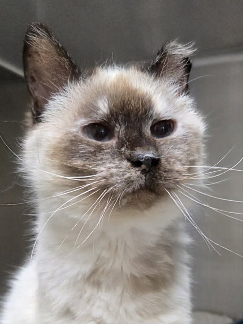 Mildred, an adoptable Snowshoe in AUSTIN, MN