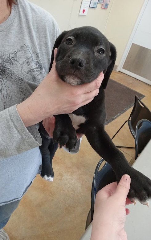 Dana (adoption pending)