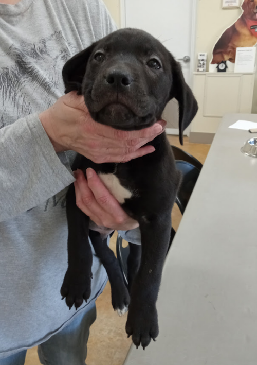 picture of the dog needing adoption