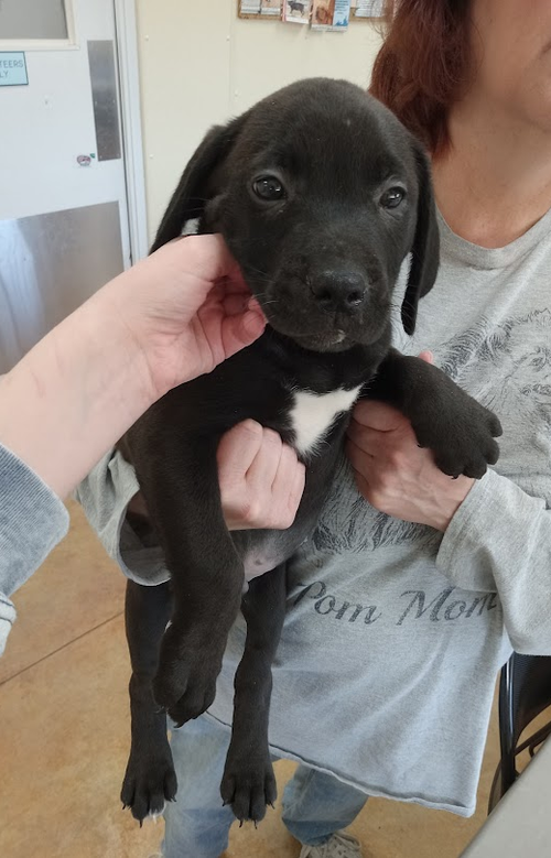 picture of the dog needing adoption