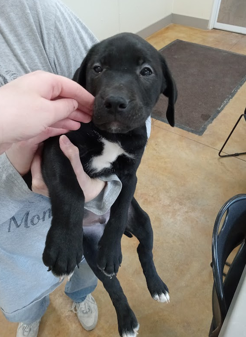 picture of the dog needing adoption