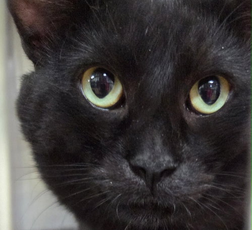 Phil, an adoptable Domestic Short Hair in AUSTIN, MN