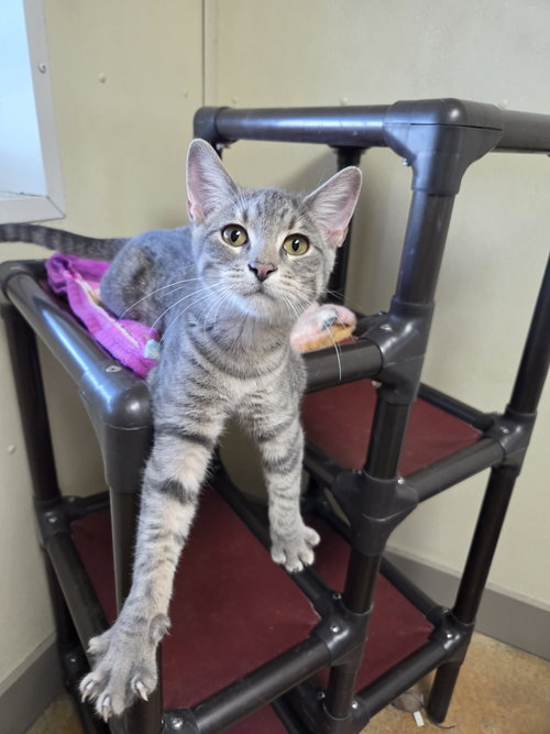 picture of the cat needing adoption