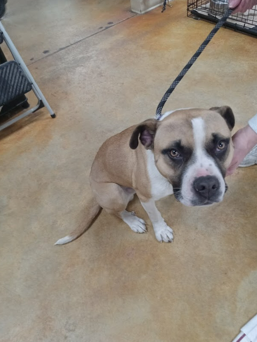 picture of the dog needing adoption