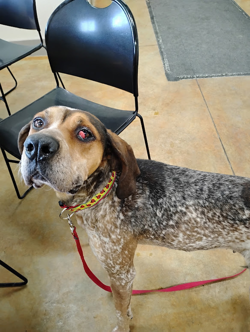 picture of the dog needing adoption