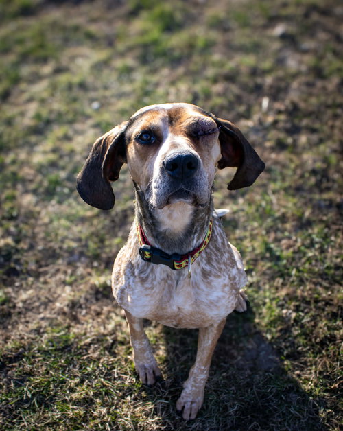 Peggy, an adoptable Bluetick Coonhound in AUSTIN, MN
