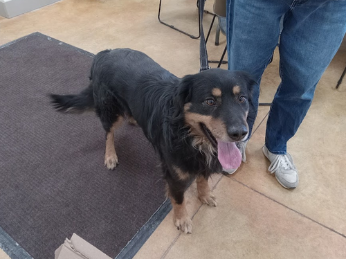 picture of the dog needing adoption